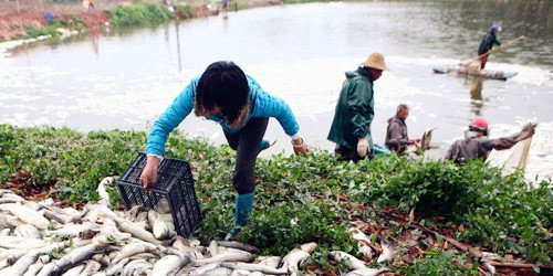 广东惠州夜死20万斤鱼养殖户  通心粉社区特别帮扶行动